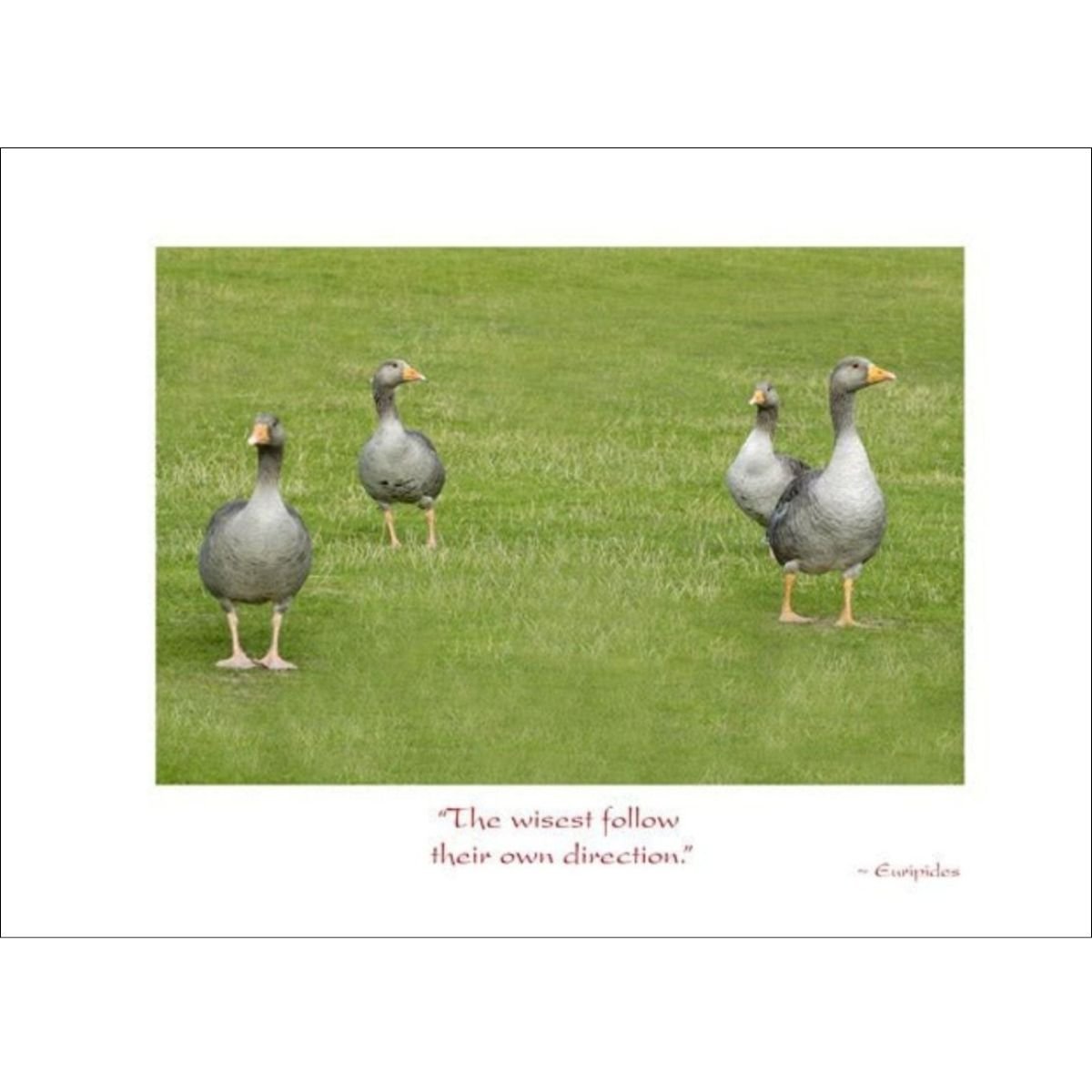 Goose Goodbye Card - Euripides Quote
