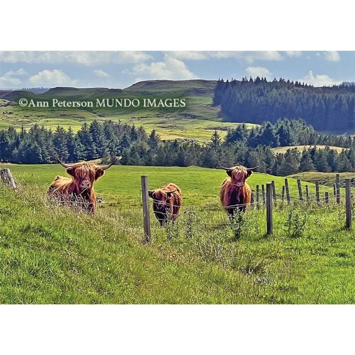 Highland Cows Friendship Card - Scottish Blessing