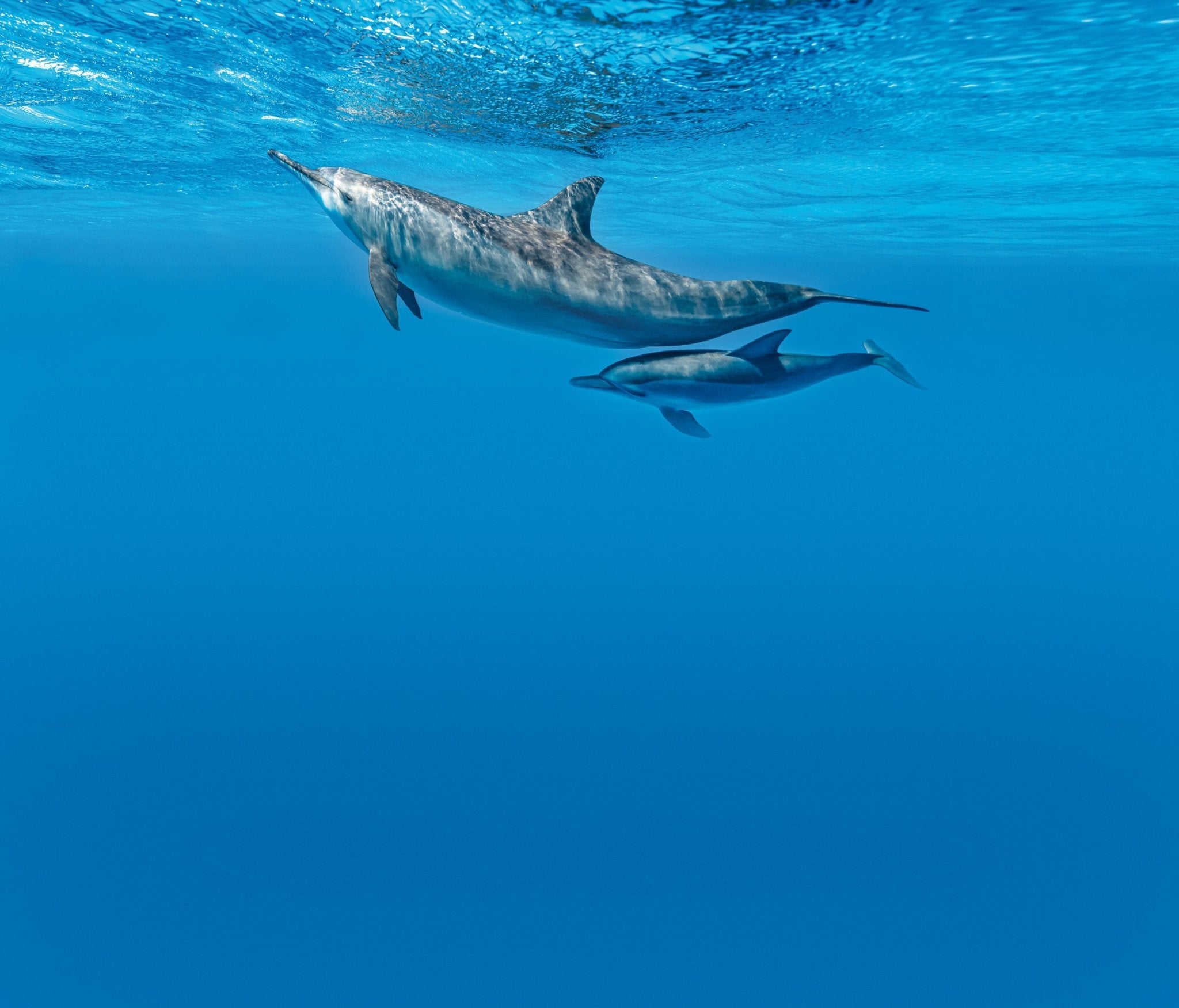 Inis Sea Mineral Hand Lotion 10fl.oz - The Celtic Gift Store - Beauty and Wellness