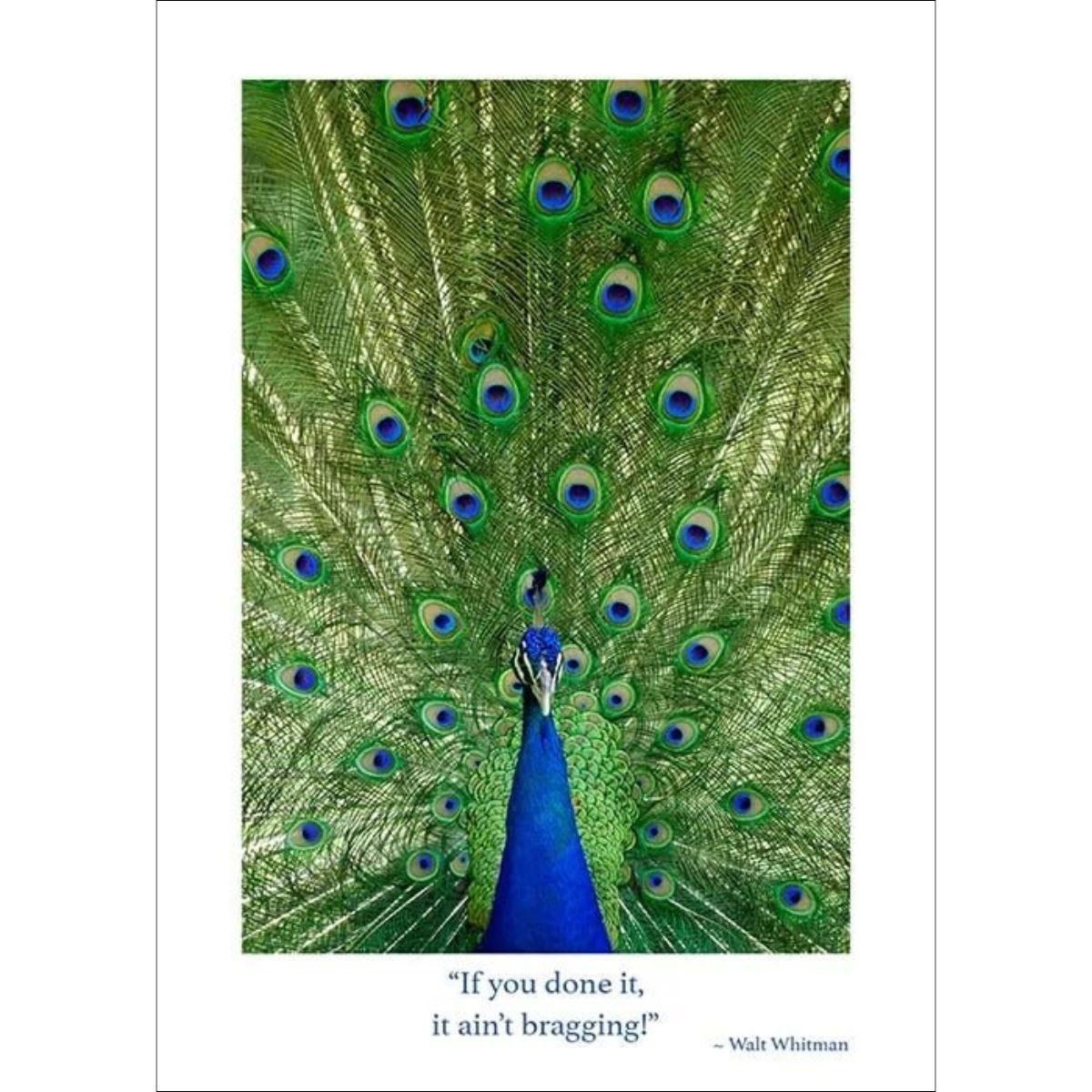 Peacock Congratulations Card - Walt Whitman Quote