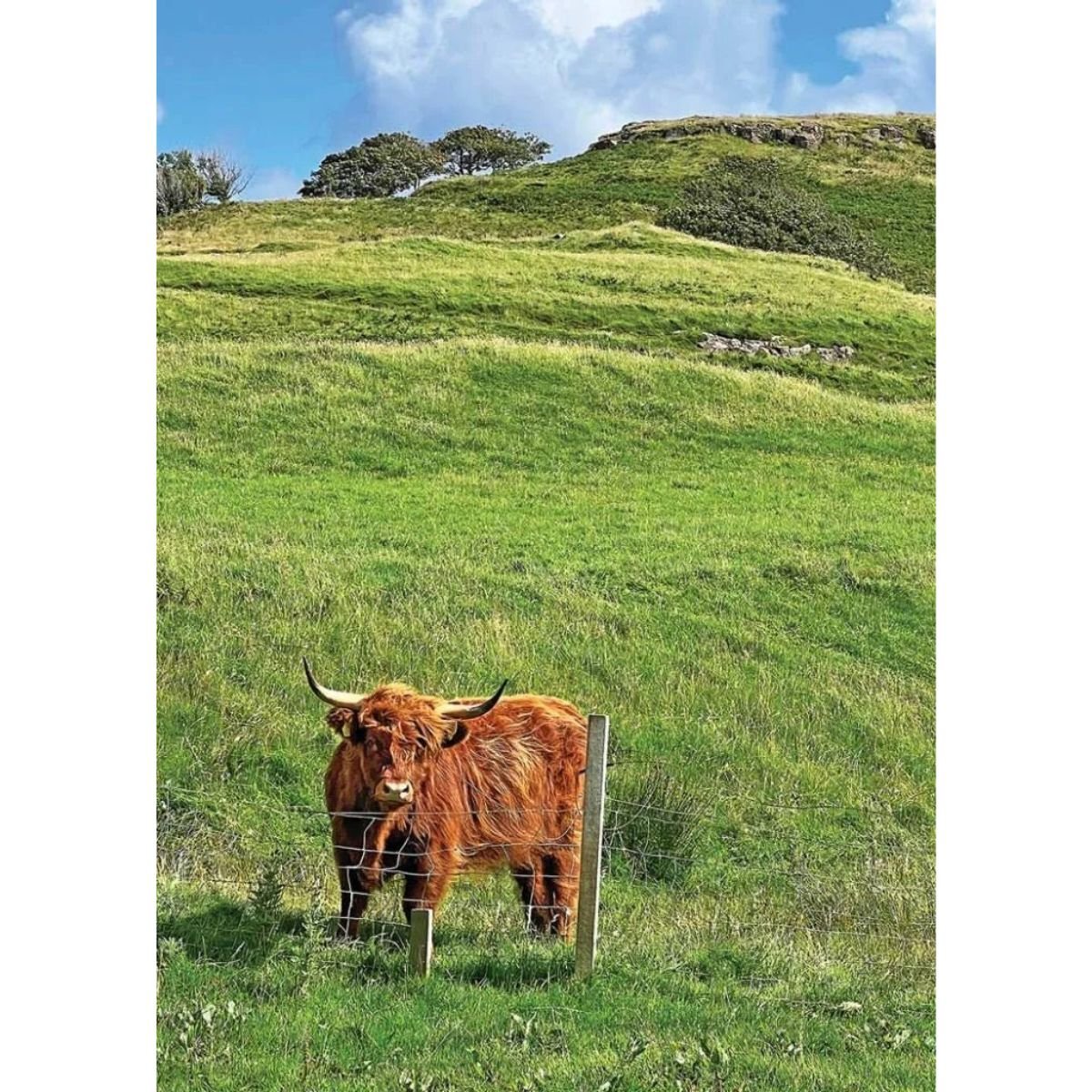 Scottish Cow Birthday Card