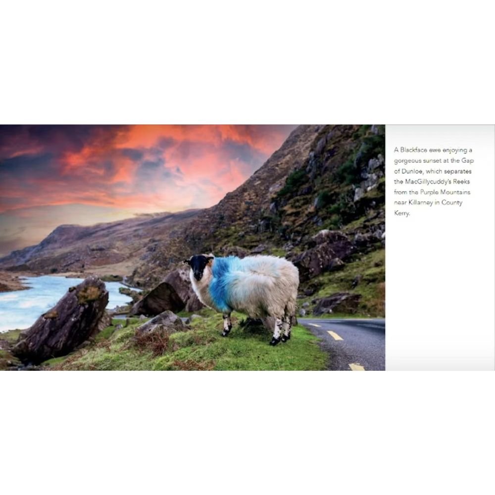 Sheep of Ireland - The Celtic Gift Store - Books