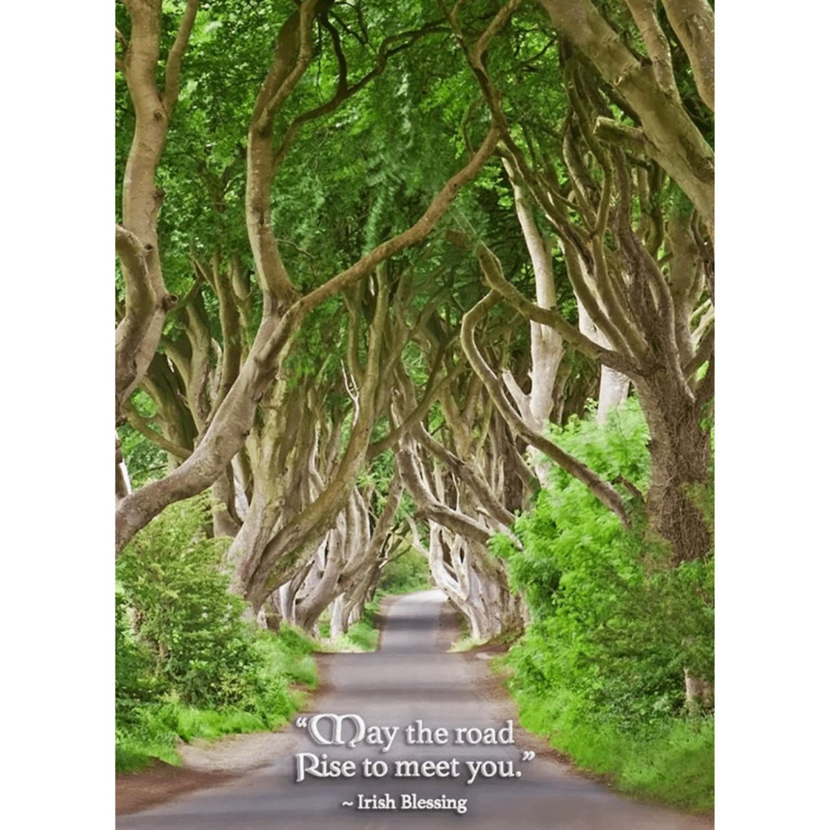 The Dark Hedges Birthday Card - Irish Blessing